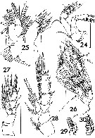 Espce Landrumius gigas - Planche 5 de figures morphologiques