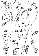 Species Arietellus mohri - Plate 5 of morphological figures