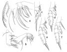 Espce Euchaeta marina - Planche 4 de figures morphologiques