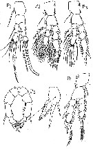 Espce Pseudodiaptomus ornatus - Planche 3 de figures morphologiques