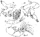 Espce Pseudodiaptomus trihamatus - Planche 2 de figures morphologiques