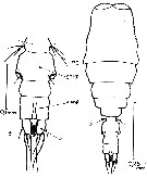 Espce Vettoria granulosa - Planche 5 de figures morphologiques