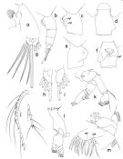 Espce Euchaeta marina - Planche 3 de figures morphologiques