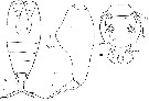 Espce Vettoria longifurca - Planche 3 de figures morphologiques