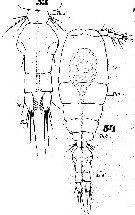 Espce Vettoria granulosa - Planche 8 de figures morphologiques