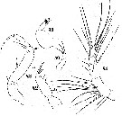 Espce Vettoria granulosa - Planche 9 de figures morphologiques