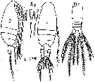 Espce Amallothrix farrani - Planche 1 de figures morphologiques
