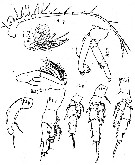 Espce Amallothrix farrani - Planche 2 de figures morphologiques