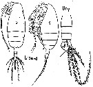 Espce Amallothrix sarsi - Planche 1 de figures morphologiques