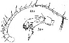 Espce Amallothrix sarsi - Planche 2 de figures morphologiques