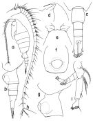 Espce Paraheterorhabdus (Paraheterorhabdus) robustus - Planche 1 de figures morphologiques