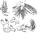 Espce Amallothrix sarsi - Planche 3 de figures morphologiques