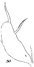 Espce Scolecithrix longipes - Planche 2 de figures morphologiques
