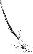Espce Ratania flava - Planche 1 de figures morphologiques