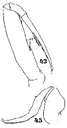 Espce Ratania flava - Planche 3 de figures morphologiques
