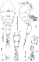 Espce Oncaea venusta - Planche 12 de figures morphologiques