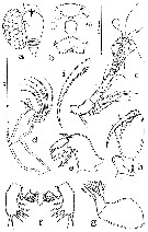 Espce Oncaea venusta - Planche 13 de figures morphologiques