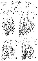 Espce Oncaea venusta - Planche 14 de figures morphologiques