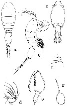 Espce Oncaea venusta - Planche 15 de figures morphologiques