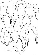 Espce Pseudodiaptomus pelagicus - Planche 2 de figures morphologiques