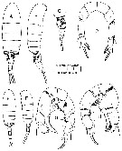 Espce Pseudodiaptomus euryhalinus - Planche 1 de figures morphologiques