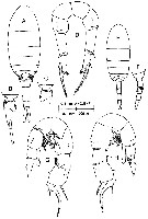 Species Pseudodiaptomus culebrensis - Plate 1 of morphological figures
