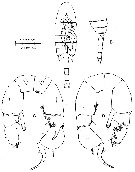 Species Pseudodiaptomus cristobalensis - Plate 1 of morphological figures