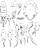 Espce Pseudodiaptomus marshi - Planche 1 de figures morphologiques