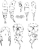 Espce Pseudodiaptomus longispinosus - Planche 1 de figures morphologiques