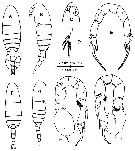 Espce Pseudodiaptomus gracilis - Planche 1 de figures morphologiques