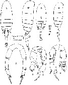 Espce Pseudodiaptomus wrighti - Planche 1 de figures morphologiques