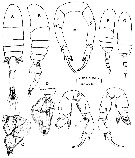 Espce Pseudodiaptomus galapagensis - Planche 3 de figures morphologiques