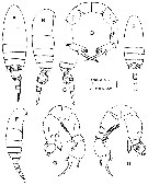 Espce Pseudodiaptomus acutus - Planche 1 de figures morphologiques