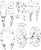 Espce Pseudodiaptomus richardi - Planche 1 de figures morphologiques