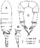 Espce Pseudodiaptomus sp. - Planche 1 de figures morphologiques