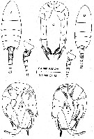 Espce Pseudodiaptomus colefaxi - Planche 1 de figures morphologiques