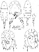 Espce Pseudodiaptomus australiensis - Planche 1 de figures morphologiques