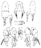 Espce Pseudodiaptomus griggae - Planche 1 de figures morphologiques