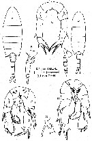 Espce Pseudodiaptomus hypersalinus - Planche 1 de figures morphologiques
