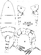 Species Pseudodiaptomus ornatus - Plate 4 of morphological figures