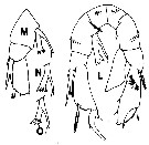 Espce Pseudodiaptomus marinus - Planche 7 de figures morphologiques