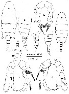 Espce Pseudodiaptomus diadelus - Planche 1 de figures morphologiques