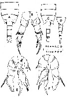 Species Pseudodiaptomus dauglishi - Plate 2 of morphological figures