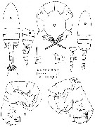 Espce Pseudodiaptomus annandalei - Planche 3 de figures morphologiques