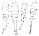 Espce Metridia ornata - Planche 1 de figures morphologiques