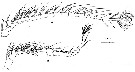 Espce Pseudodiaptomus aurivilli - Planche 3 de figures morphologiques