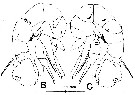 Espce Pseudodiaptomus compactus - Planche 1 de figures morphologiques
