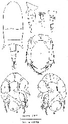Espce Pseudodiaptomus bowmani - Planche 1 de figures morphologiques