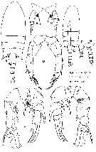 Espce Pseudodiaptomus trihamatus - Planche 5 de figures morphologiques