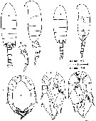 Espce Pseudodiaptomus arabicus - Planche 2 de figures morphologiques